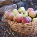 كيفية تحضير هريس الأطفال لفصل الشتاء: التفاح والقرع والقرع وغيرها من وصفات أغذية الأطفال
