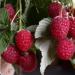 Raspberry jam for the winter - time-tested recipes Five-minute raspberry jam for the winter